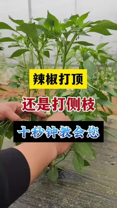 辣椒打顶还是打侧枝#分享农业知识帮农民增产增收 #抖音助农 #农业种植技术