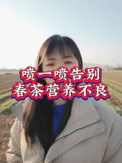 #服务三农支持三农 #抖音助农扶农 #茶树种植技术与管理 #春茶 #叶面肥这样用更高产