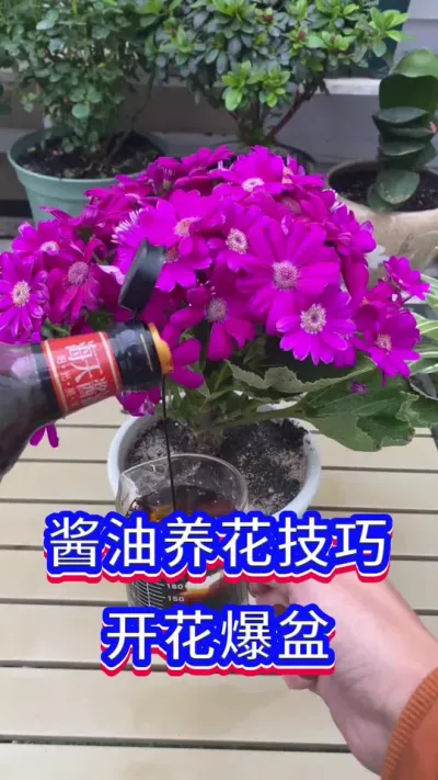 酱油养花，开花爆盆#养花小知识 #英子园艺 #爱生活爱养花
