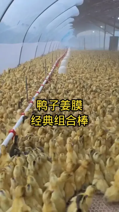 #禽病防治 #鸭子 #鸭蛋 #养鸭技术