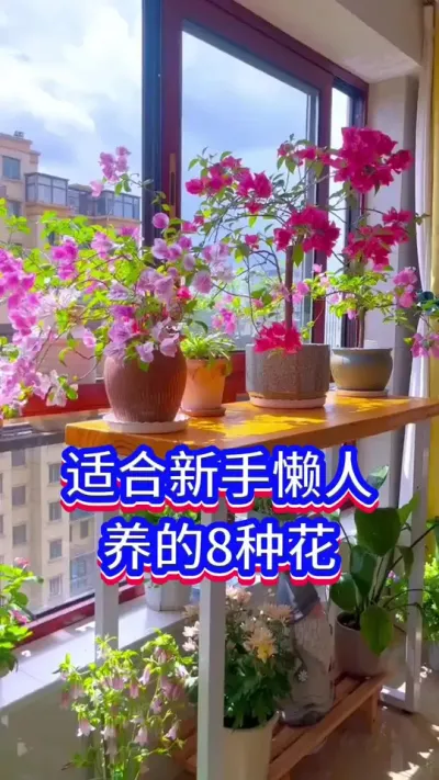 适合新手养的8种花#养花小知识 #英子园艺 #花卉绿植