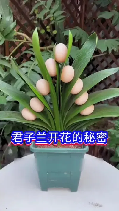 君子兰开花的秘密#君子兰 #养花小知识 #英子园艺