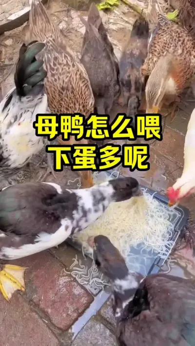 母鸭怎么喂，下蛋多呢#抖音三农#养鸭#养殖