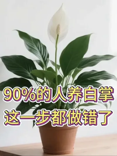 90%的人养白掌，这一步都做错了#白掌 #白掌又叫一帆风顺 #白掌盆栽 #养花小知识 #花卉绿植