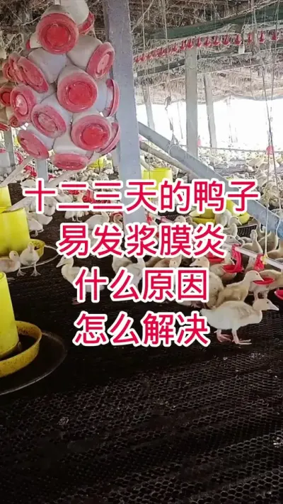 十二三天的鸭子易发浆膜炎什么原因怎么解决 #鸭子 #肉鸭养殖 #养殖技术 #养鸭人 #养殖人加油