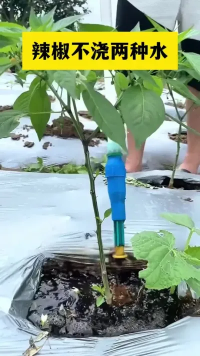 辣椒不浇两种水#分享农业知识帮农民增产增收 #三农 #农业种植技术
