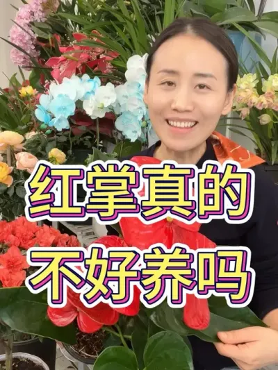 红掌真的不好养吗#花卉绿植 #爱生活爱养花 #红掌养护 #花卉 #红掌