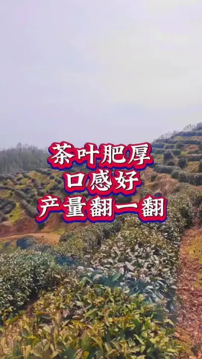 #茶树种植技术与管理 #春茶采摘 #茶 #茶园管理 喷施叶面肥提高茶园增产增收