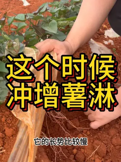 红薯统一均匀膨大用增薯淋#农业种植 #红薯种植 #红薯种植技术 #增薯淋 #三农