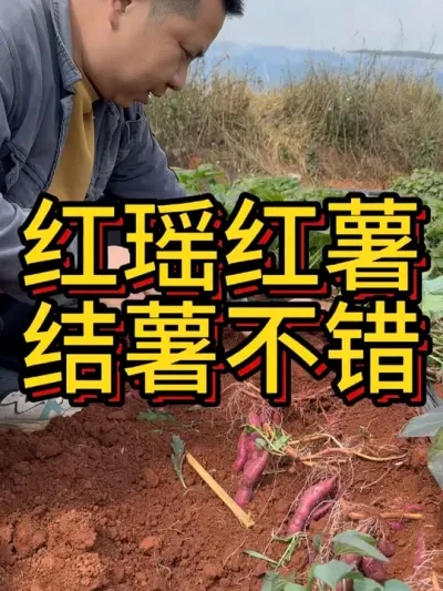 都说红瑶产量不行，这个呢？#农业种植 #红薯种植 #红薯种植技术 #节点施肥 #增薯淋