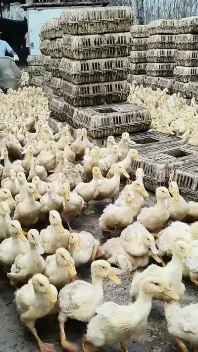 36天顺利出栏，喂了八天&ldquo;#黄金肥乐&rdquo;，鸭子长的就是好，均重6.43斤，料比1.63 #鸭子 #肉鸭养殖 #养殖人加油 #鸡鸭鹅养殖