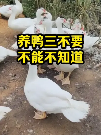 养鸭三不要，不能不知道 #抖音三农#养殖#养鸭