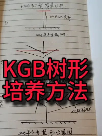 继续说kgb大樱桃#kgb樱桃#修剪树枝#大樱桃 #车厘子大樱桃树苗