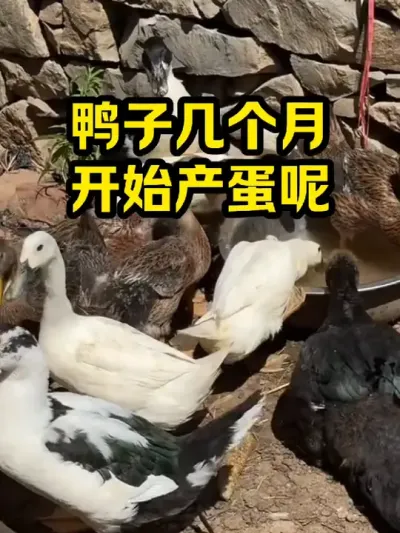 鸭子几个月，开始产蛋呢 #抖音三农#养鸭#养殖