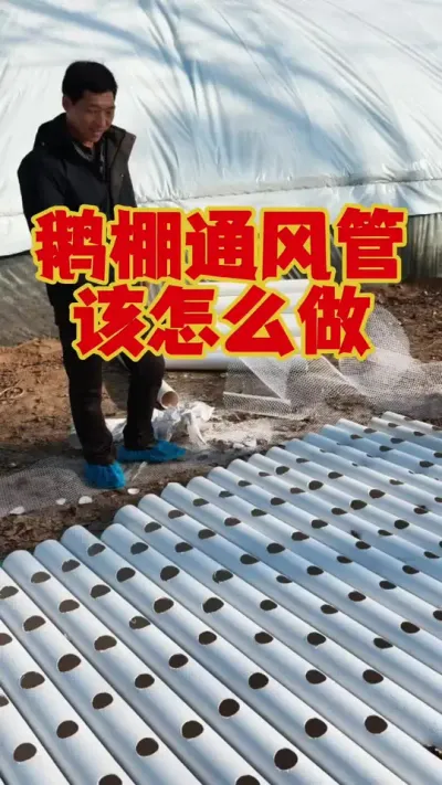 鹅棚通风管，应该怎么做？一起来看看！#狮头鹅养殖 #养鹅技术分享 #养鹅人 #科学养鹅 #三农养殖
