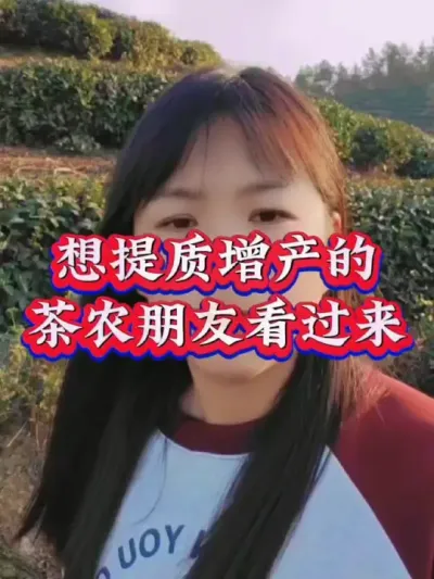 #茶树种植 #茶 #茶树种植技术与管理 #服务三农支持三农 #叶面肥这样用更高产