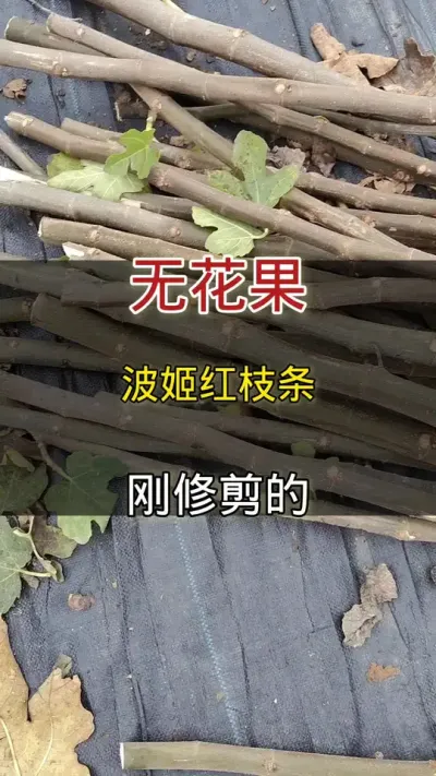 波姬红无花果枝条#无花果枝条