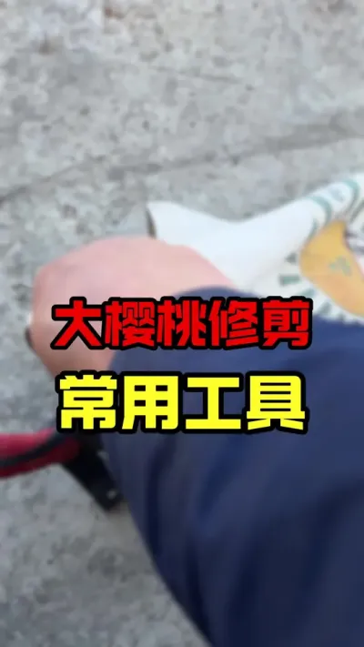 大樱桃修剪工具#大樱桃修剪 #车厘子大樱桃#果树管理#果树修剪