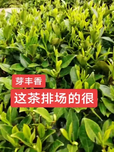 #助农增产增收 #茶树种植技术与管理 #茶 #春茶采摘