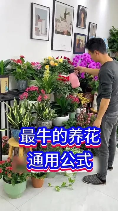 新手养花的通用公式#养花小知识 #英子园艺 #蝴蝶兰