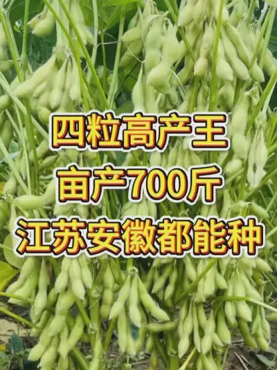 大豆产量高得令人惊叹，田野里一片金黄 #热点 #田间地头走一走 #产量特别高 #助农