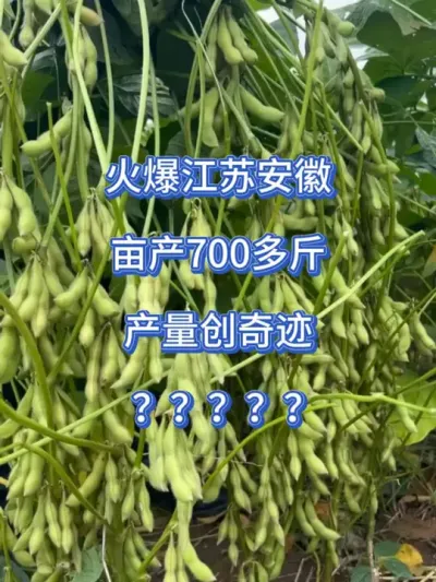 火爆江苏安徽，亩产700多斤 #农业种植 #服务三农支持三农 #抖音助农 #大豆高产 #高产大豆