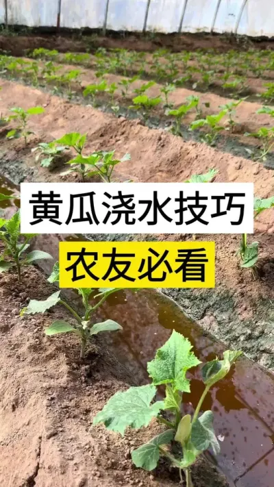 黄瓜浇水技巧，农友必看 #黄瓜 #黄瓜种植 #黄瓜高产种植 #服务三农支持三农 #三农