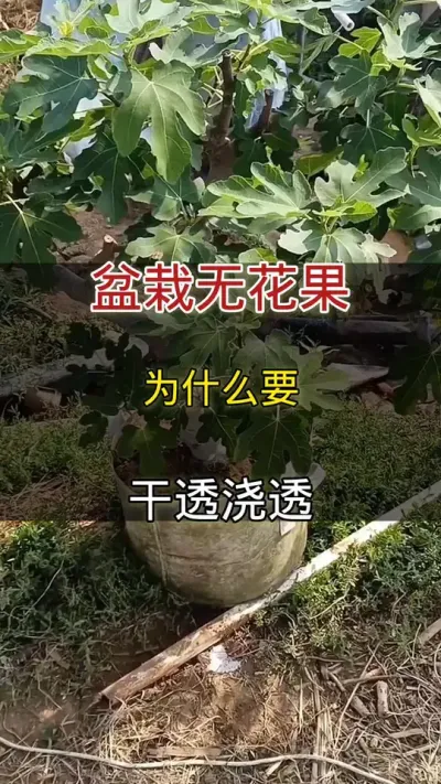 盆栽无花果为什么要干透浇透#无花果#种植小技巧