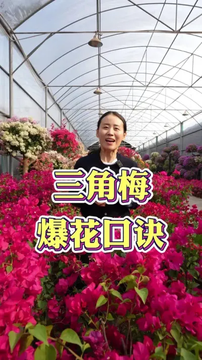 三角梅想爆花很简单，记住这几个口诀就行#怎么样才能让三角梅开花 #三角梅 #三角梅养护 #花卉绿植