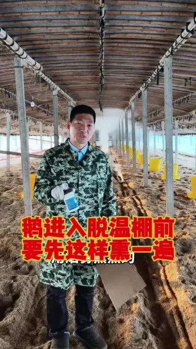 鹅下网床，进入脱温棚之前，要这样消一下。#养鹅人 #科学养鹅 #三农养殖 #养鹅技术分享 #狮头鹅养殖