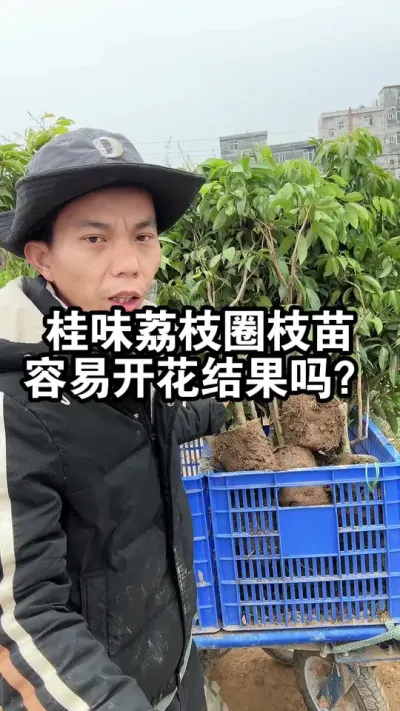 桂味荔枝圈枝苗容县开花结果吗？带大家实拍看看，95%都开花了 #桂味荔枝 #荔枝苗 #果苗供应