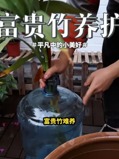 #花卉绿植 #富贵竹 #绿植 富贵竹难养，很容易发黄，你就做好这几点
