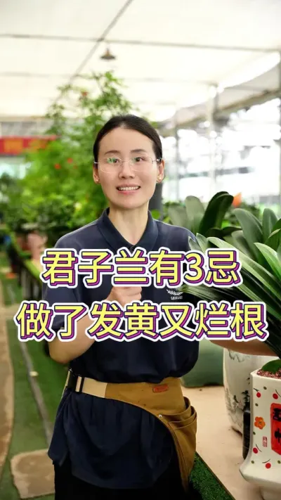君子兰有3忌，做了发黄又烂根#花卉绿植 #花卉绿植盆栽 #养花小知识 #养花人的乐趣 #君子兰