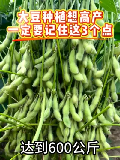 想种出高产大豆，就得下功夫，我给大家总结了这三点 #服务三农支持三农 #抖音助农 #农业 #抖音助农扶农 #田间地头走一走