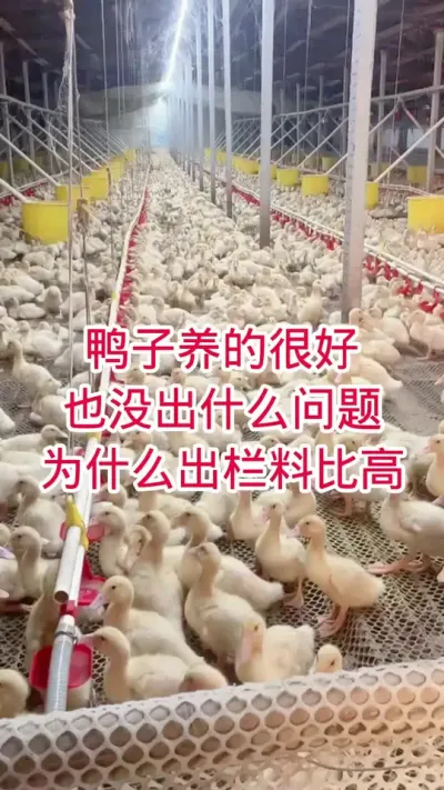 鸭子养的很好，也没出什么问题，为什么出栏料比高 #鸭子 #养殖技术 #肉鸭养殖 #养鸭人 #养殖人加油
