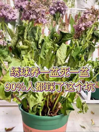 绣球养一盆死一盆，90%人都踩了这个坑#绣球 #绣球花 #绣球养护 #花卉绿植 #养花小知识