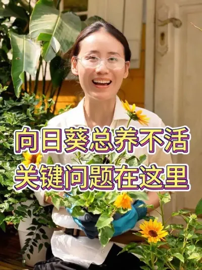 向日葵总养不活，关键问题在这里#向日葵 #向日葵养护 #养花小知识 #养花人的乐趣 #花卉绿植