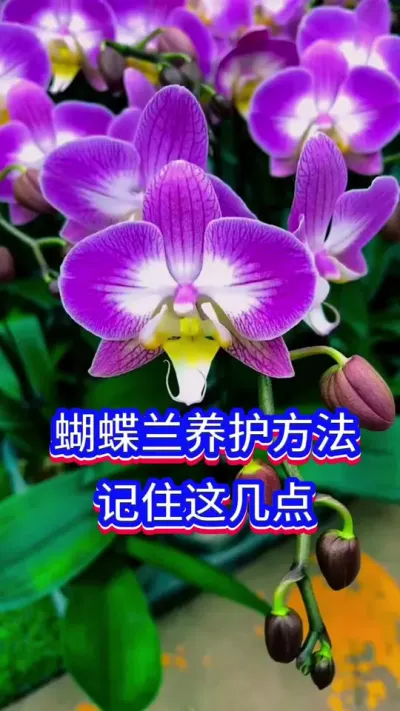 蝴蝶兰的养护方法#养花小知识 #蝴蝶兰 #英子园艺