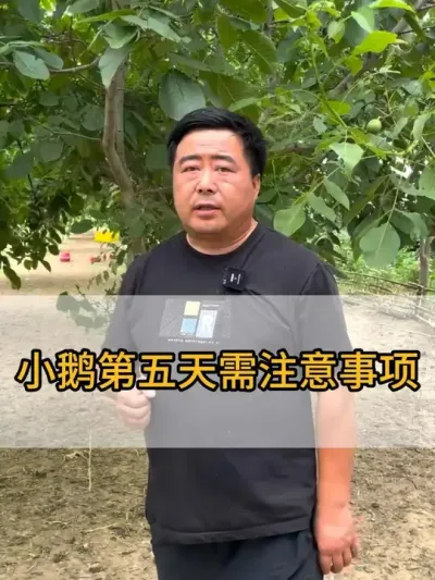 @老张养鸭鹅技术服务部 #服务三农支持三农 #抖音助农 #每天分享养殖技术和经验 #鸡鸭鹅养殖 #干货分享