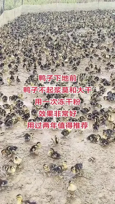 #养鸭人 #肉鸭养殖 #养殖技术交流 #禽病防治 #养鸭
