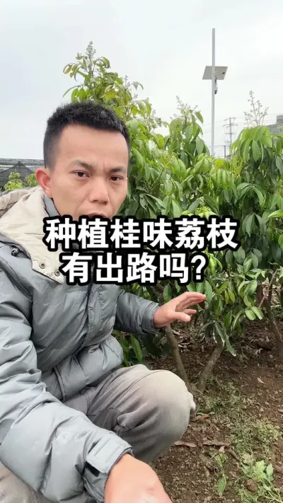 去年桂味荔枝收购50元1斤，未来种植桂味荔枝还有出路吗？ #桂味荔枝 #荔枝苗 #果苗供应