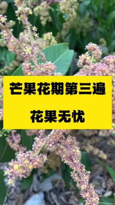 芒果花期第三遍～花果无忧，最佳使用时期 #抖音助农 #服务三农支持三农 #芒果花期三遍药