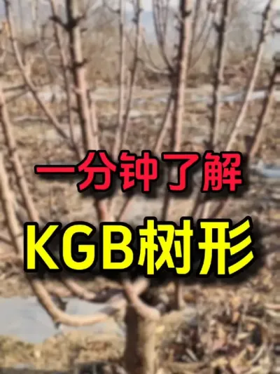 kgb大樱桃树形#果树修剪 #车厘子树苗 #大樱桃修剪 #车厘子大樱桃树苗