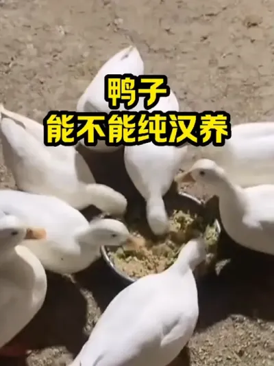 鸭子，能不能纯汉养 #抖音三农#养殖#养鸭