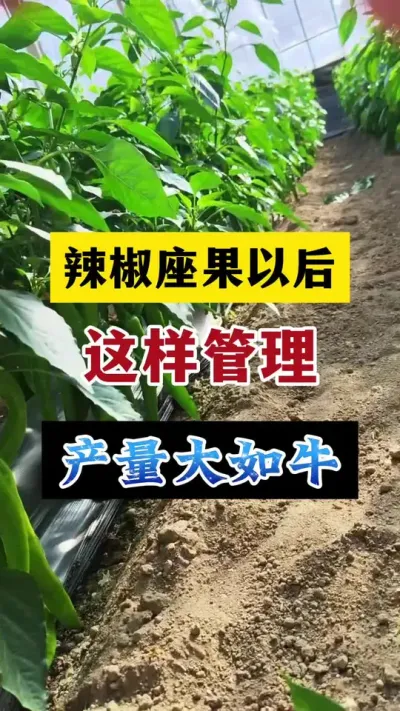 辣椒座果以后，这样管理，产量大如牛 #辣椒高产种植 #农业种植技术 #种植小技巧