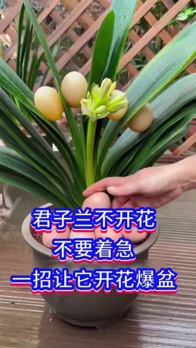 君子兰开花的方法#花卉绿植 #爱生活爱养花 #君子兰