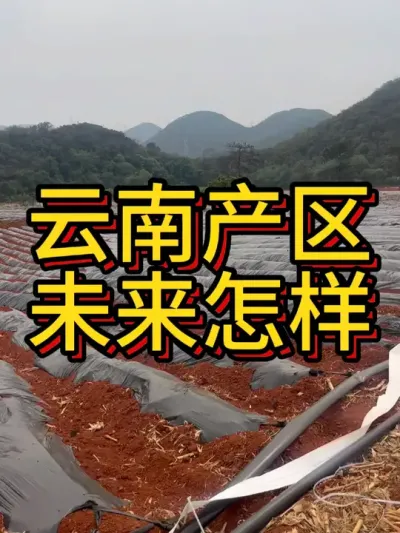 云南产区的红薯为什么价格高#农业种植 #红薯种植 #红薯种植技术 #优质农产品 #红薯