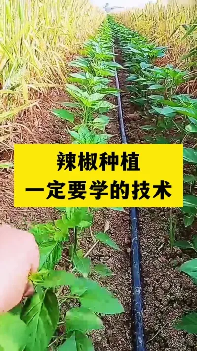 种辣椒一定要学的技术#分享农业知识帮农民增产增收 #农业种植技术 #三农