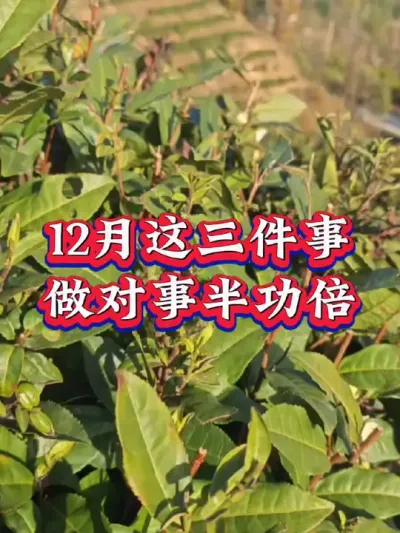 #服务三农支持三农 #抖音助农扶农 #茶树 #茶树种植技术与管理 #茶农