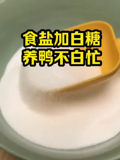 食盐加白糖，养鸭不白忙 #抖音三农#养鸭#养殖